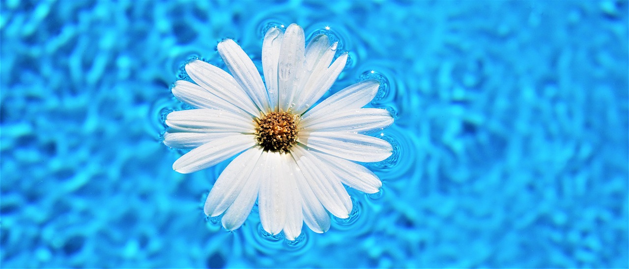Květ v bazénu