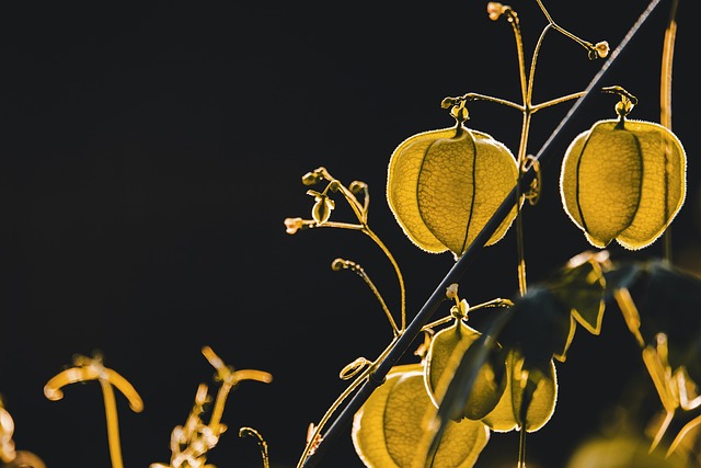 Physalis